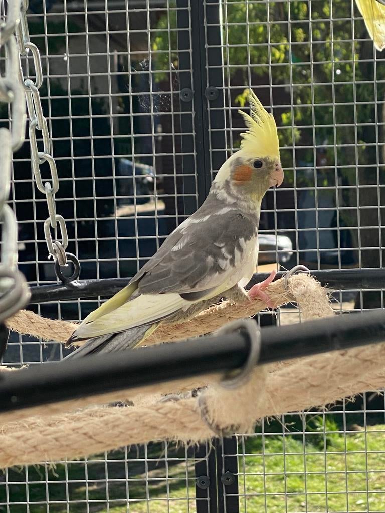 Valkparkieten, Dieren en Toebehoren, Vogels | Parkieten en Papegaaien, Geslacht onbekend