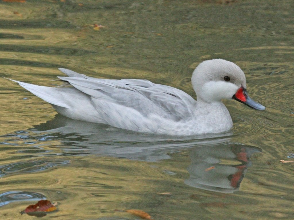 Zilverbahamapijlstaarteenden, Animaux & Accessoires, Plusieurs animaux, Canard