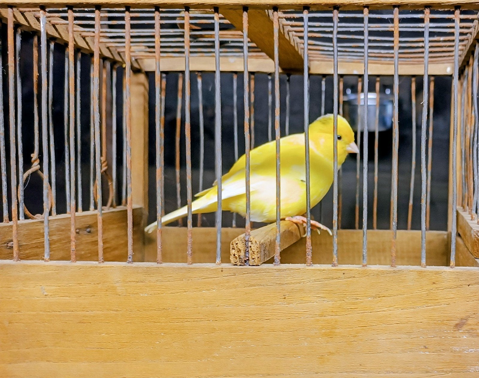Jonge fife fancy kanaries mannen., Dieren en Toebehoren, Mannelijk, Postuurkanarie