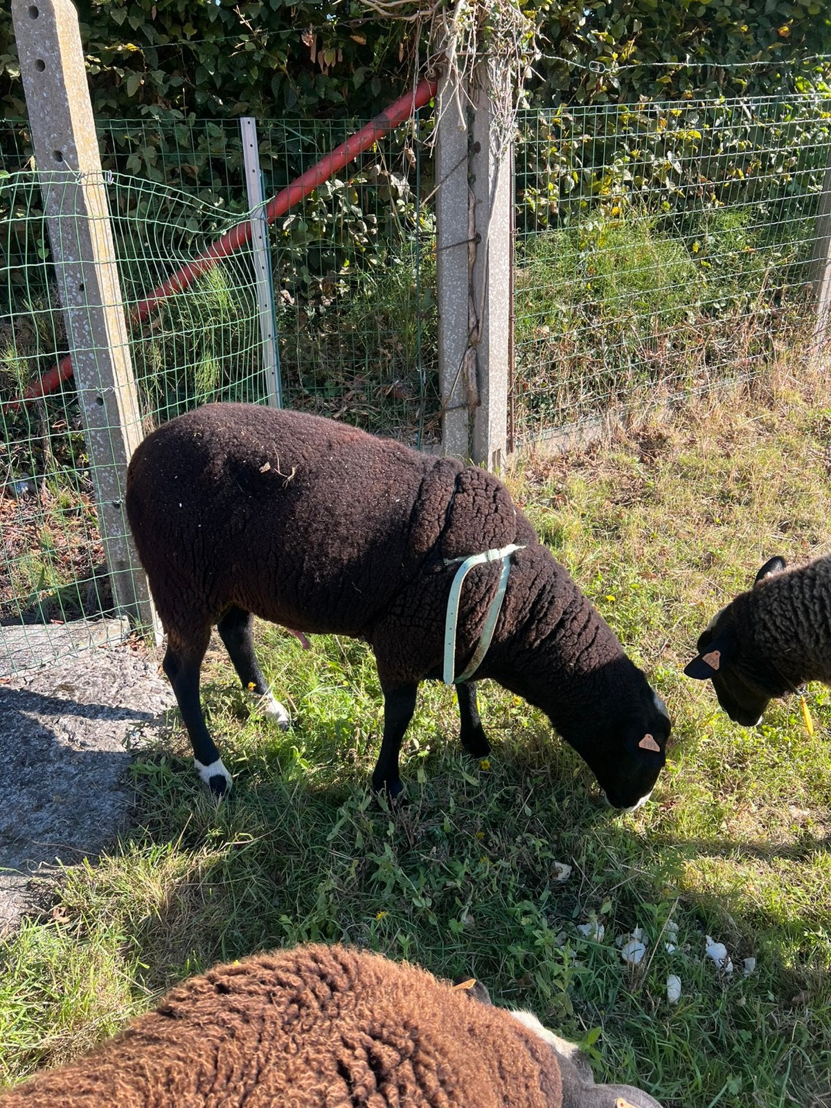 Mooie grote zwartbles ram is nu 2 jaar, Dieren en Toebehoren, Mannelijk, Schaap, 3 tot 5 jaar