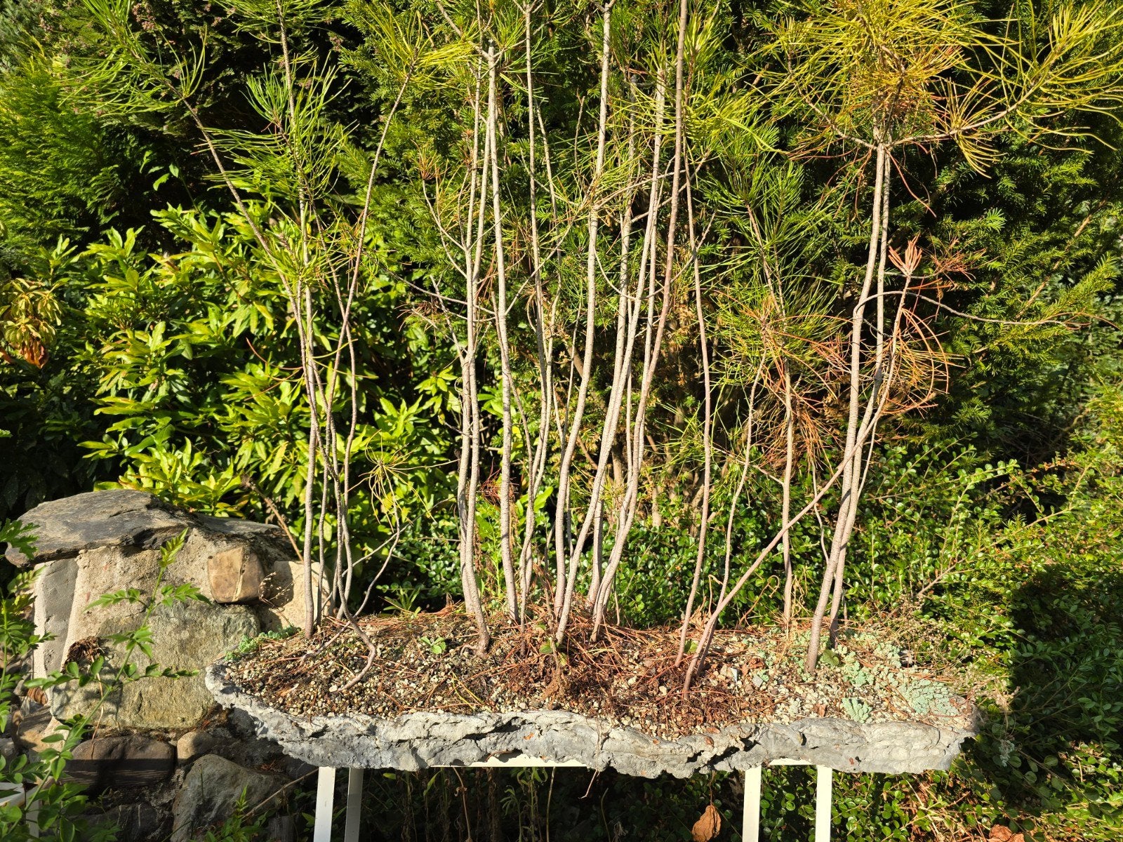 Bonsai-bos van dennenbomen in unieke schaal, Ophalen