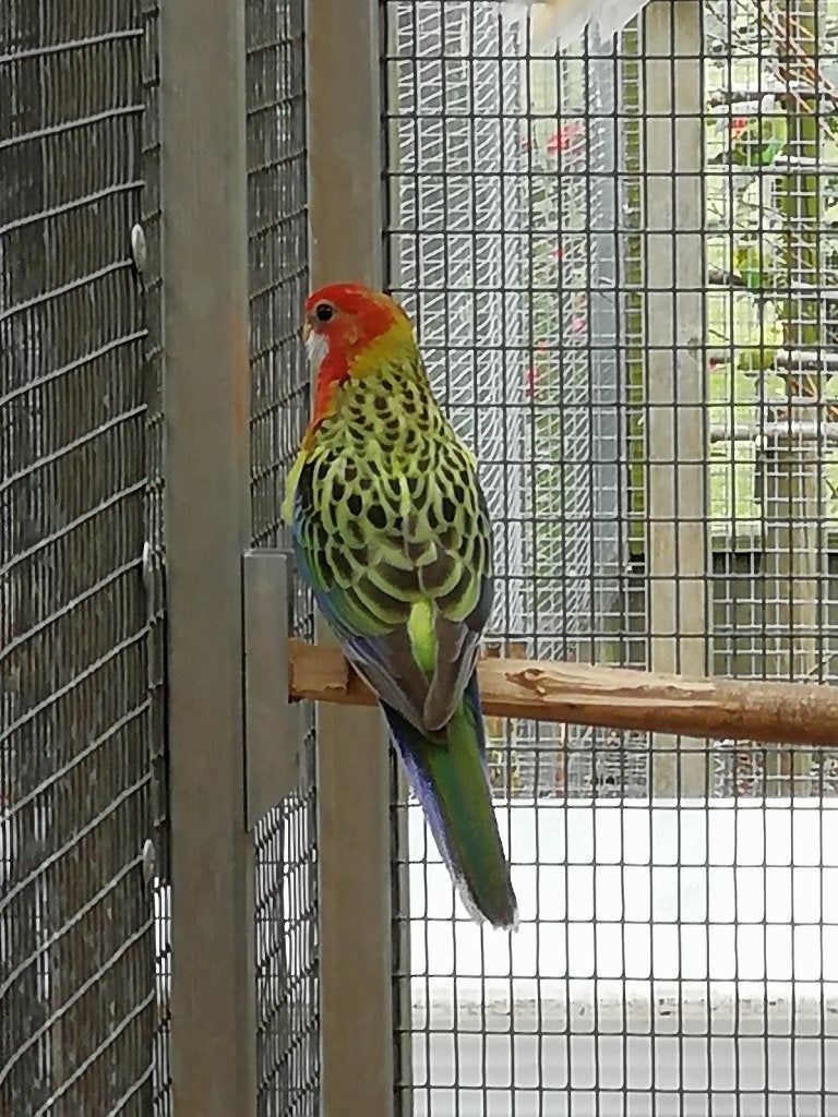 rosella wildkleur, Dieren en Toebehoren, Meerdere dieren, Parkiet, Geringd