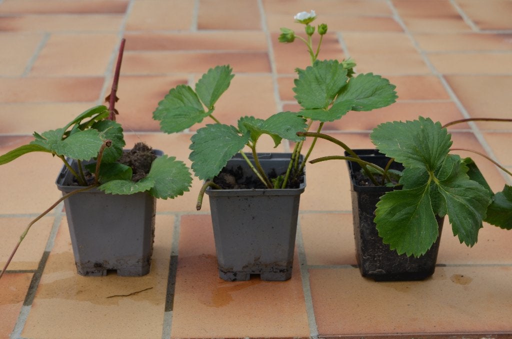 Fraisier remontant Charlotte - 3 pour 3 euros, Tuin en Terras, Planten | Tuinplanten, Ophalen, Fruitplanten, Volle zon