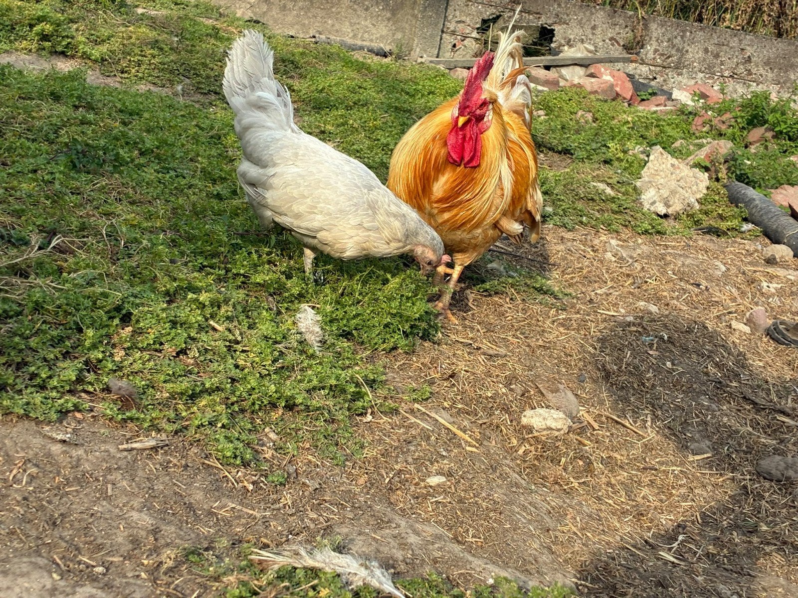 Amerikaanse Leghorn, Dieren en Toebehoren