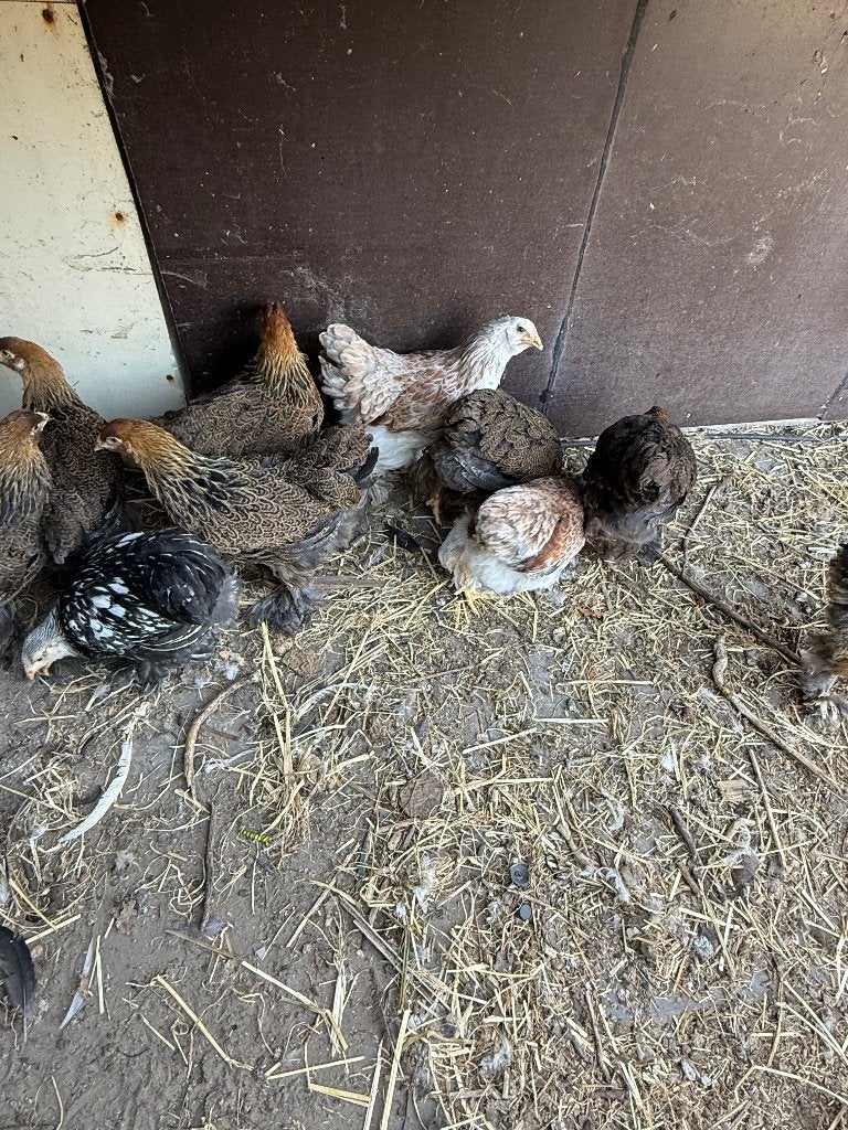 Brahma kuikens 12 weken hennen, Dieren en Toebehoren