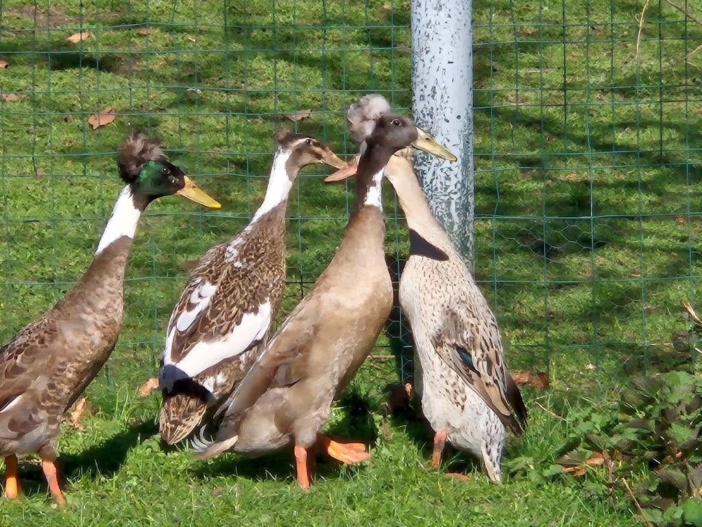 Mooie gekuifde loopeenden kuif BROEDEIEREN 2 EURO, Dieren en Toebehoren, Meerdere dieren, Eend