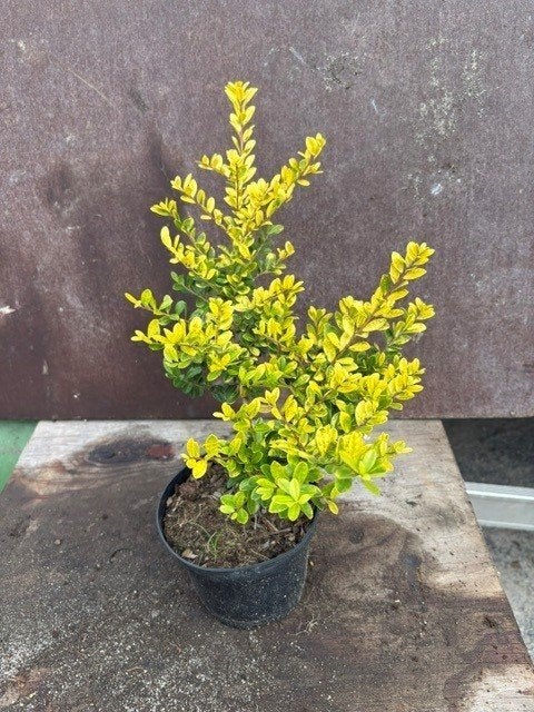 Ilex crenata Golden Gem 35/40 pot 1.5L Buxusvervanger, Tuin en Terras, Ophalen, Hulst, Struik, Minder dan 100 cm