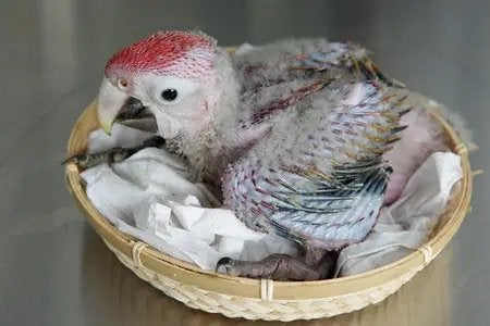 Recherchés : jeunes perroquets, Plusieurs animaux, Bagué