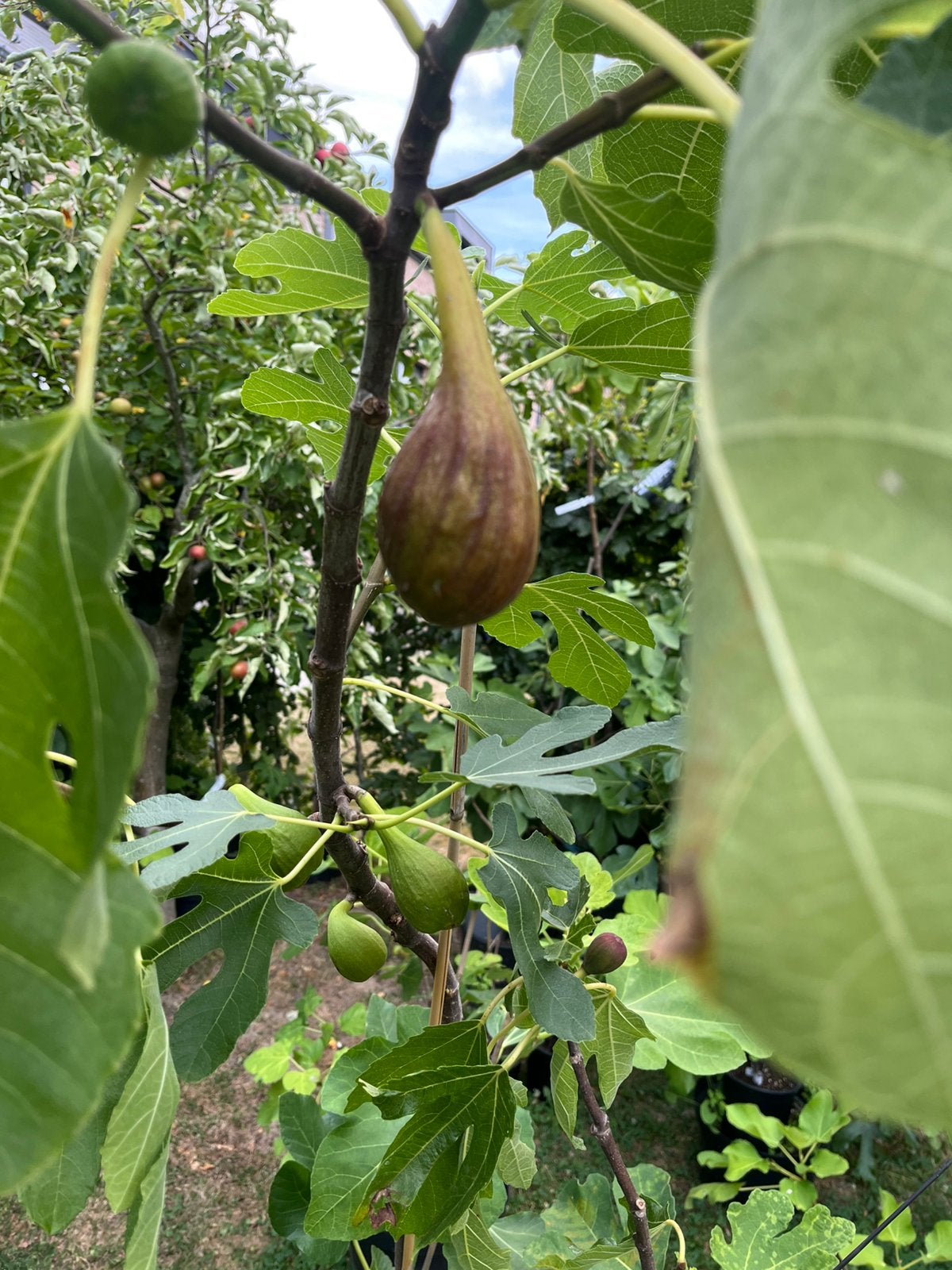 Figuiers - plusieurs variétés, Jardin & Terrasse, Enlèvement, Figuier