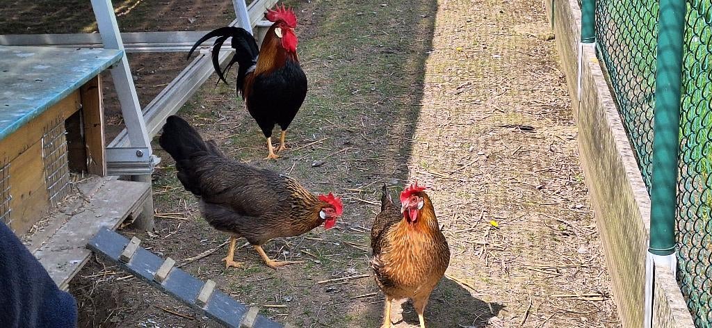 leghorn goud patrijs, Dieren en Toebehoren, Meerdere dieren, Kip
