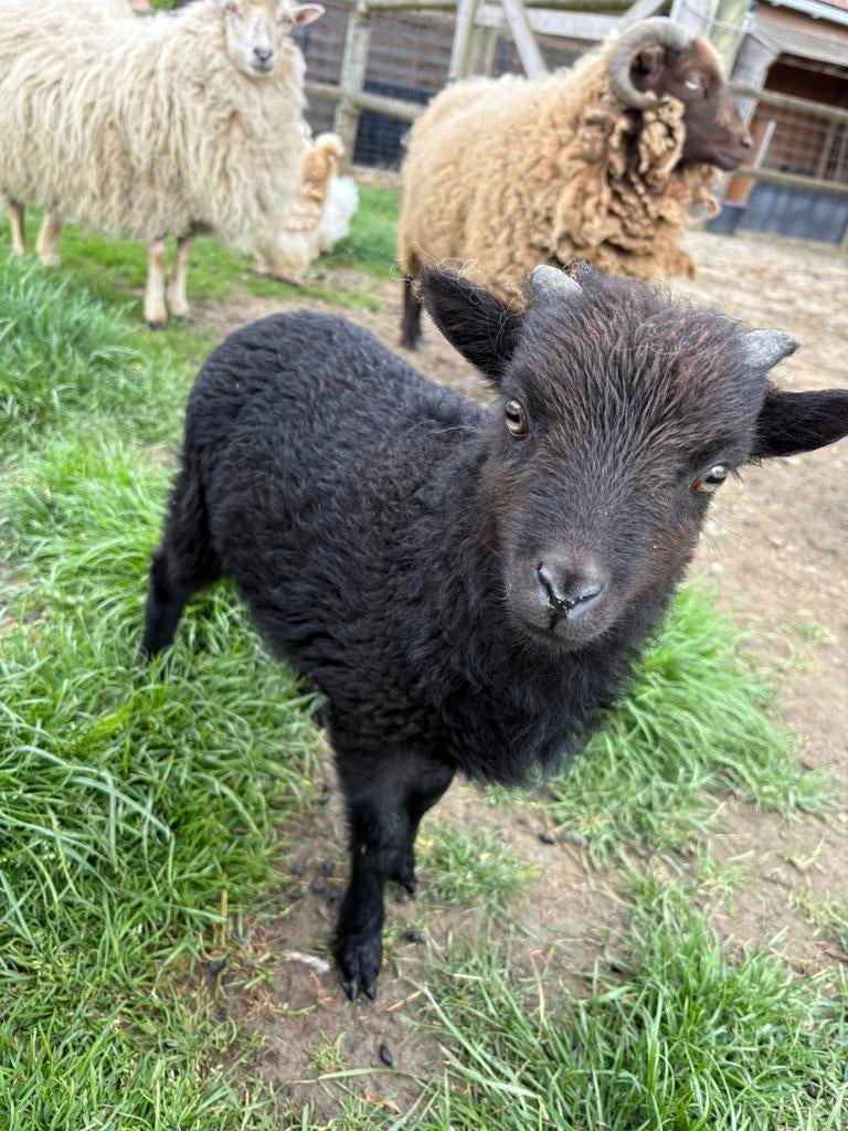 Ouessant lammetjes, Dieren en Toebehoren, Schapen, Geiten en Varkens