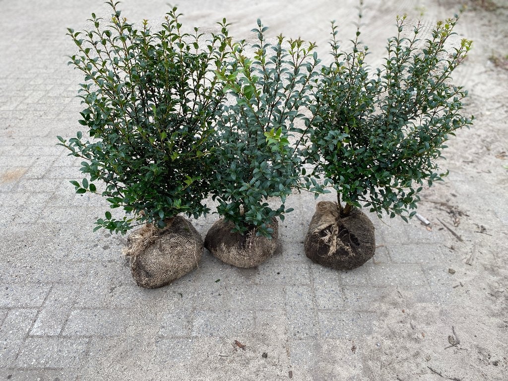 Osmanthus Burkwoodii, Enlèvement, Arbuste
