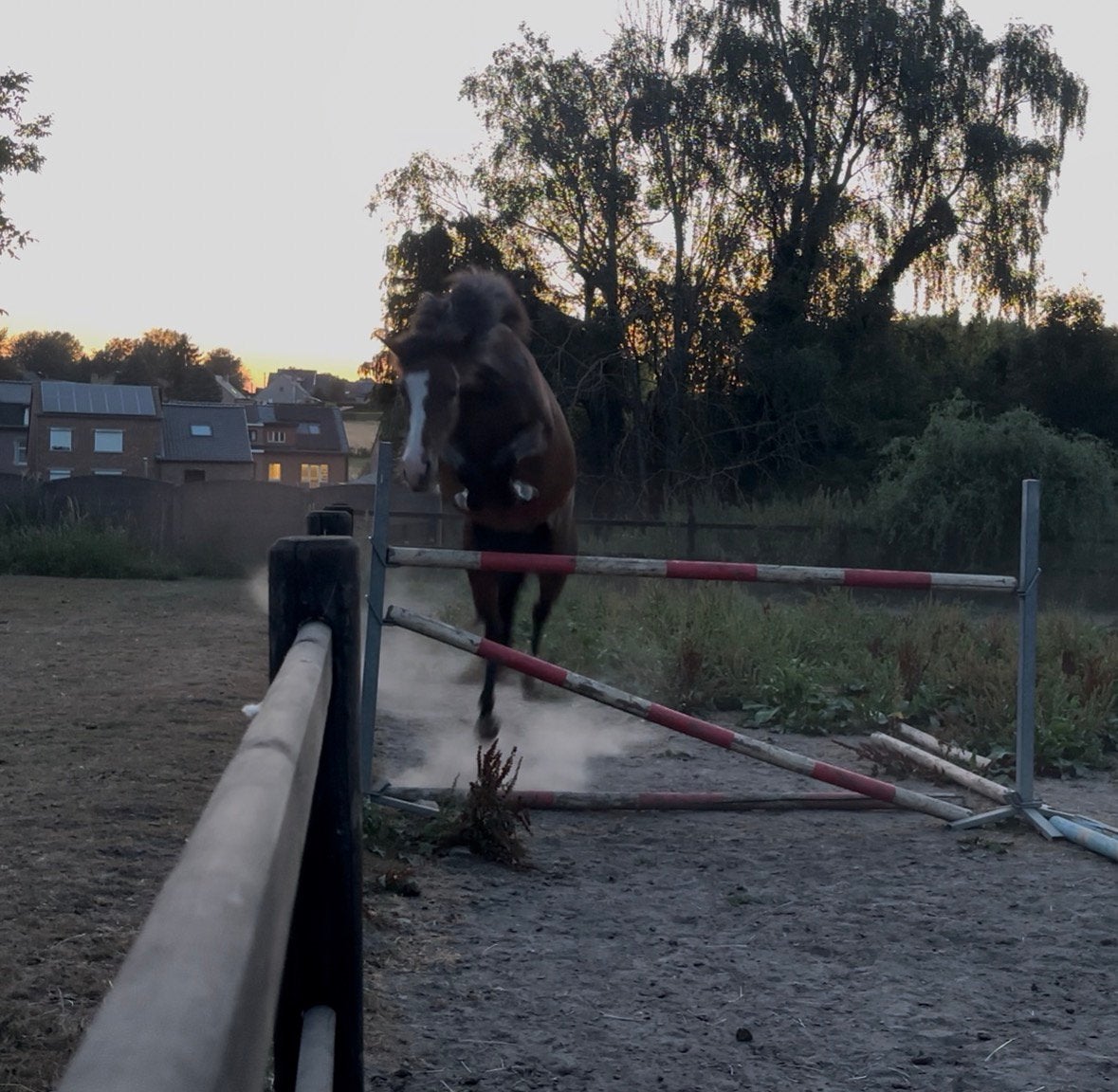 D pony en veulen, Dieren en Toebehoren, Pony's, Merrie, Met stamboom, Springpony, Zadelmak