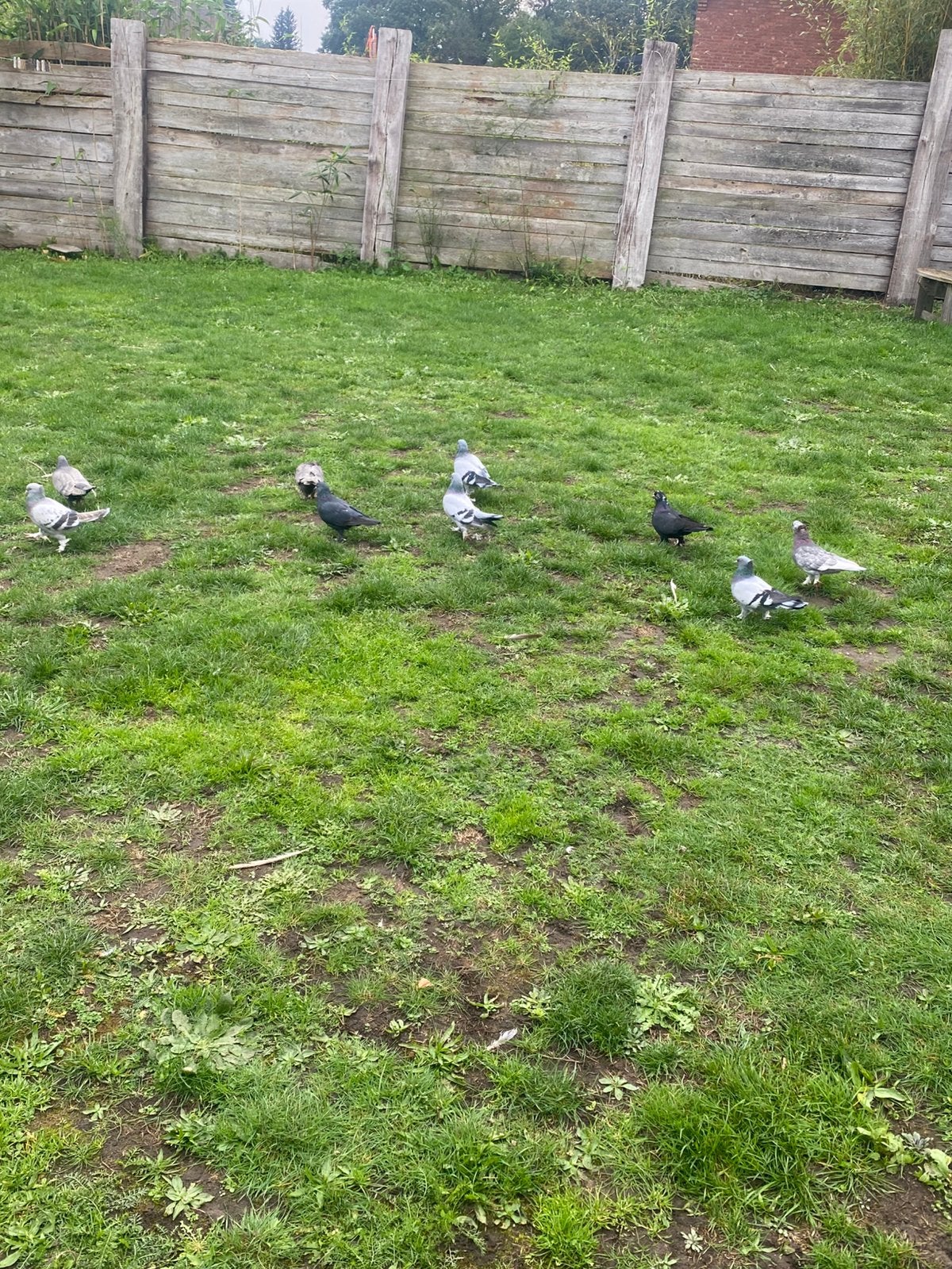 Turkse takla Er zijn circa 12 appartementen beschikbaar.