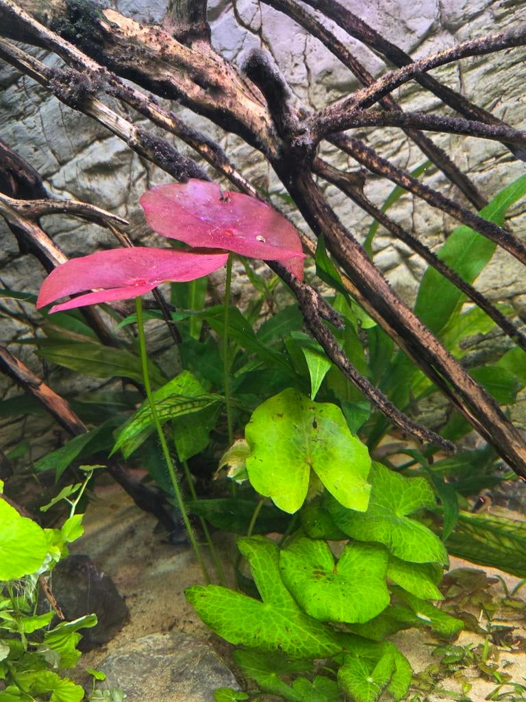 Aquariumplant Nymphaea sp. Peru-Puerto Maldonado