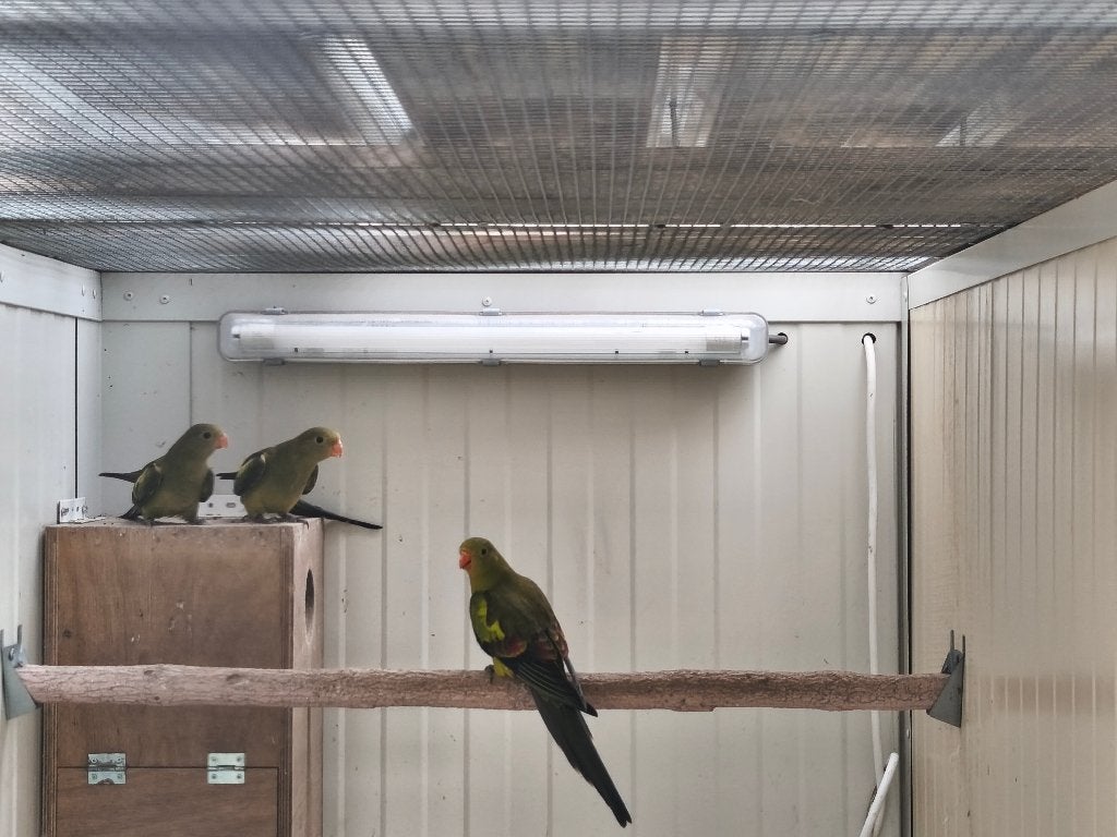 Bergparkiet pastel, Dieren en Toebehoren, Vogels | Parkieten en Papegaaien, Parkiet, Geslacht onbekend, Geringd