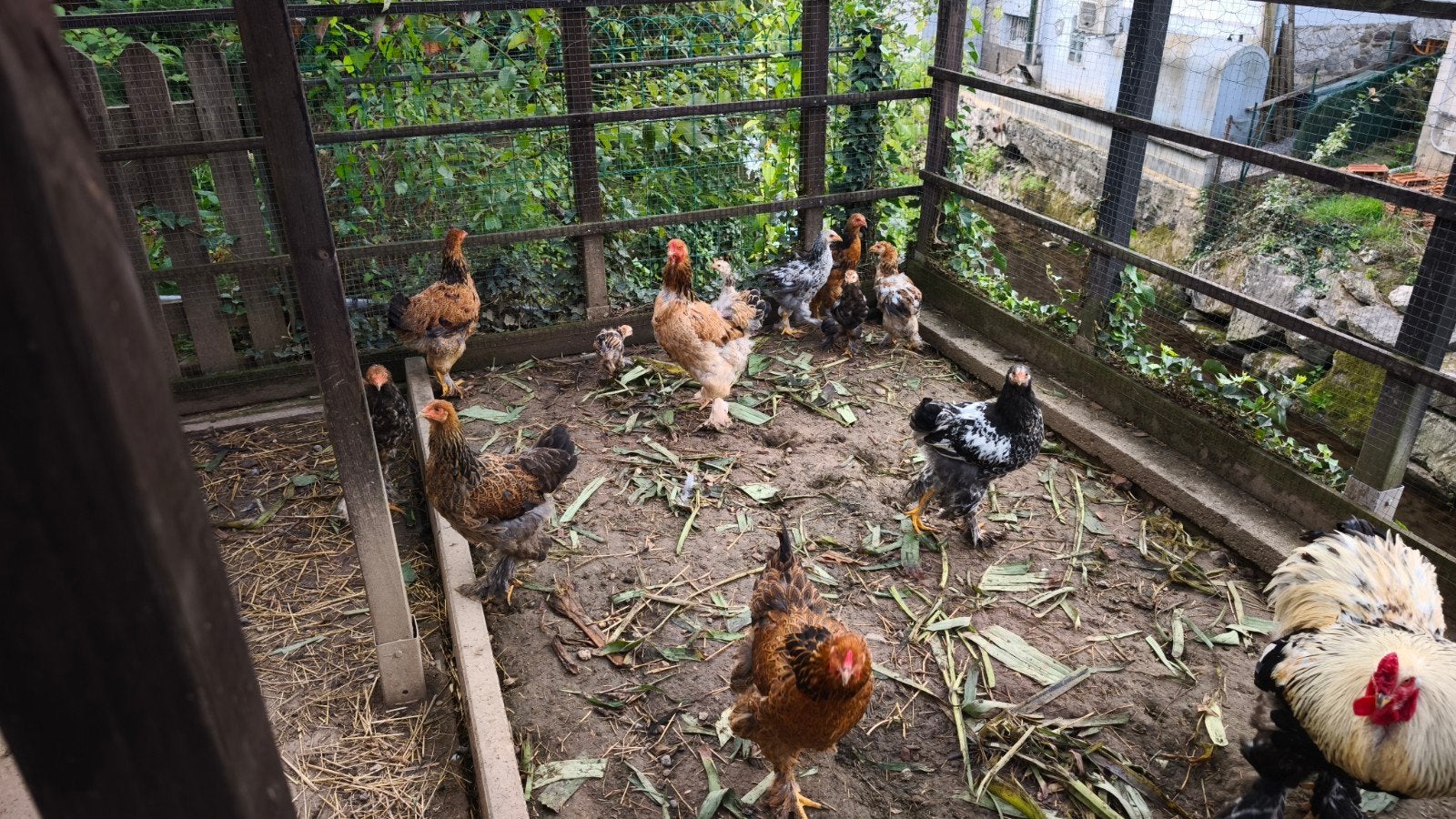 poule Brahmâ perdrix doré