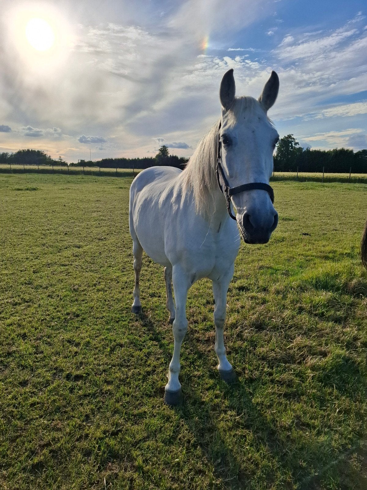 Pre merrie 18jaar, Dieren en Toebehoren, Paarden, Merrie
