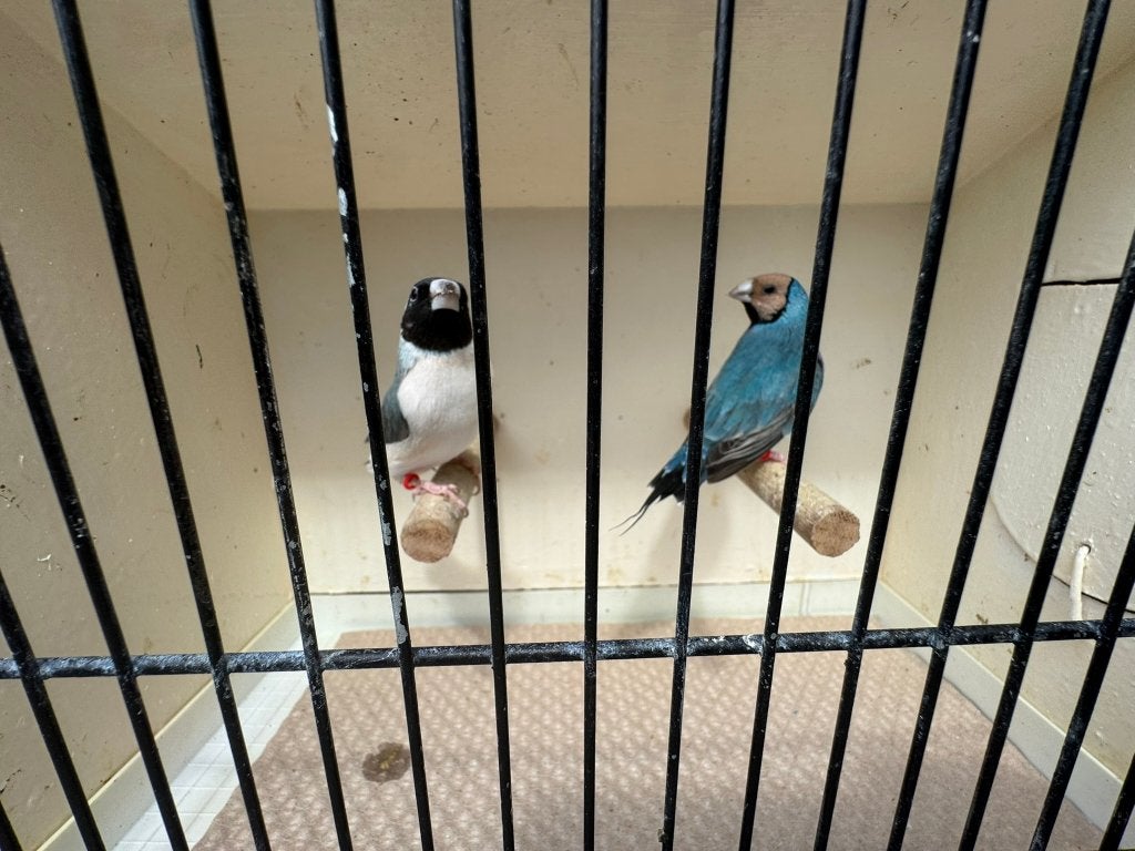 Koppel blauwe gouldamadines/goulds te koop ( Koppel 3 ), Dieren en Toebehoren, Vogels | Duiven
