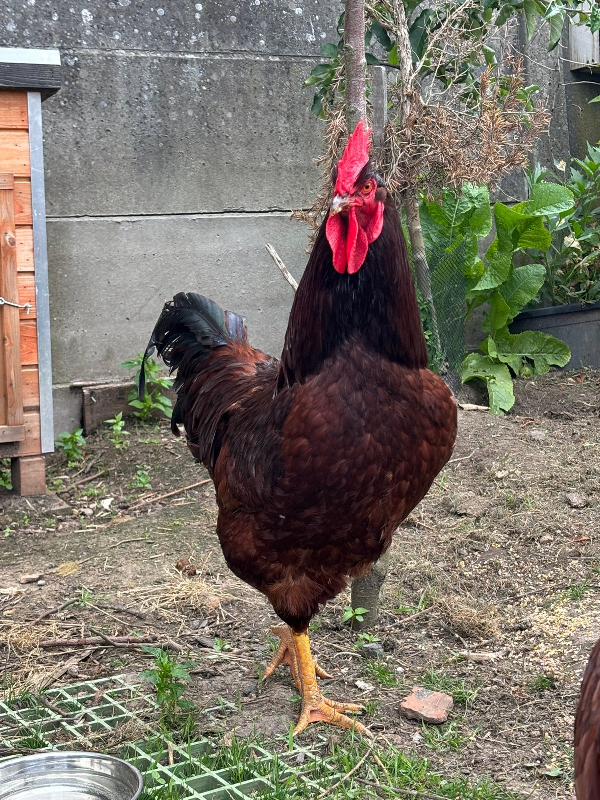 Haan, Dieren en Toebehoren, Mannelijk, Kip