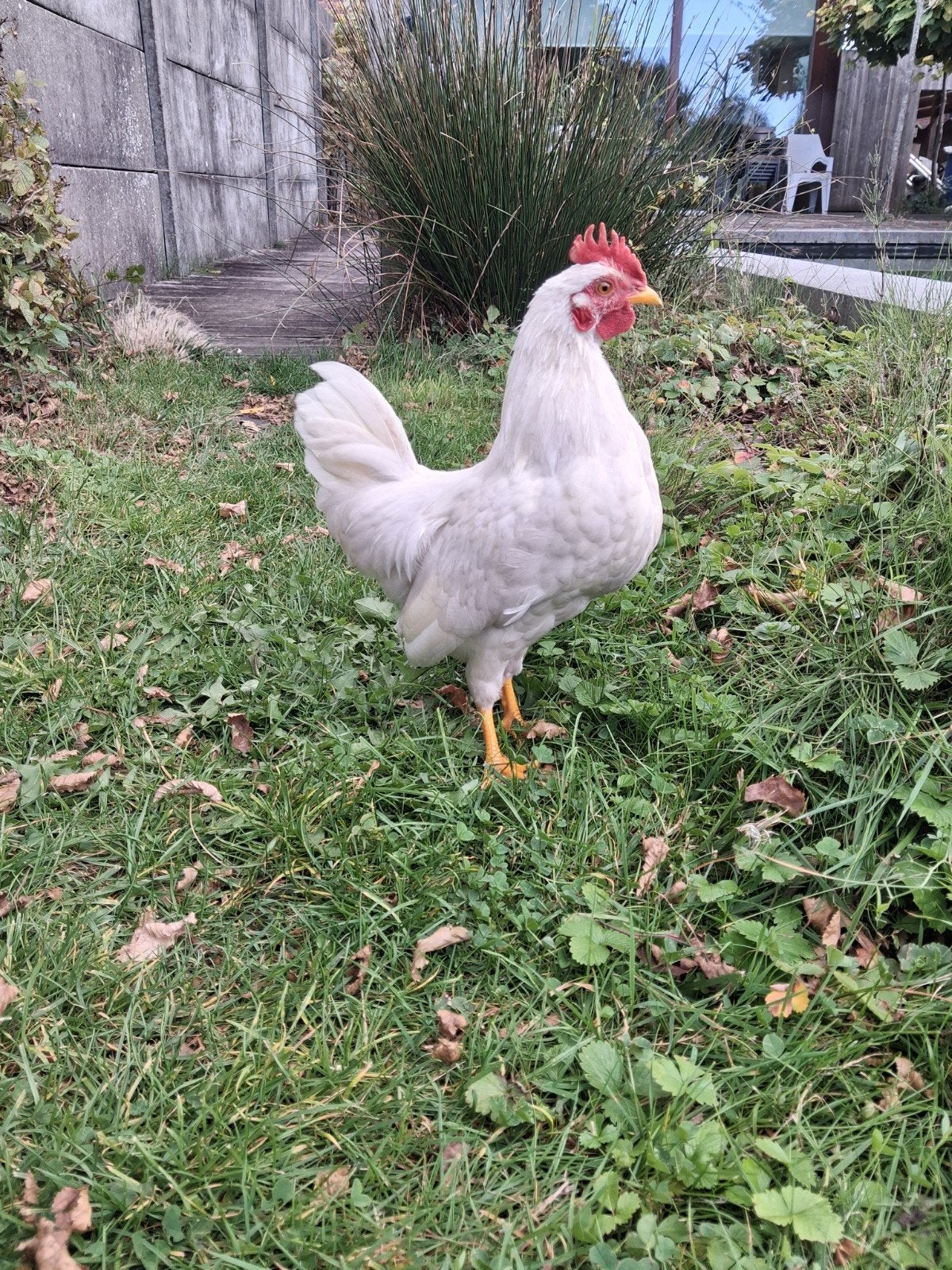mooi wit haantje, Dieren en Toebehoren, Mannelijk, Kip