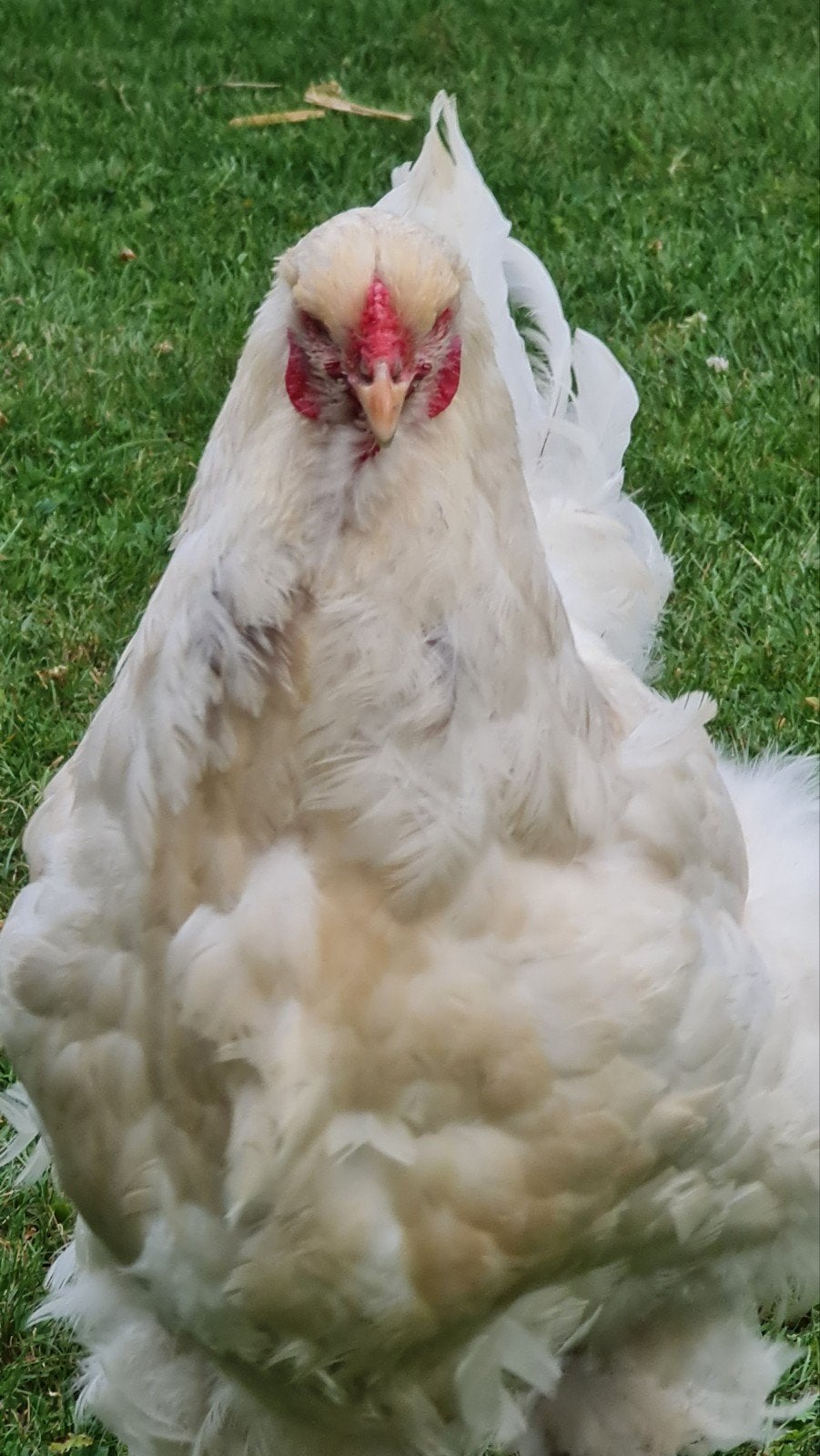 Brahma lemon pyle hennen raszuiver, Vrouwelijk, Kip