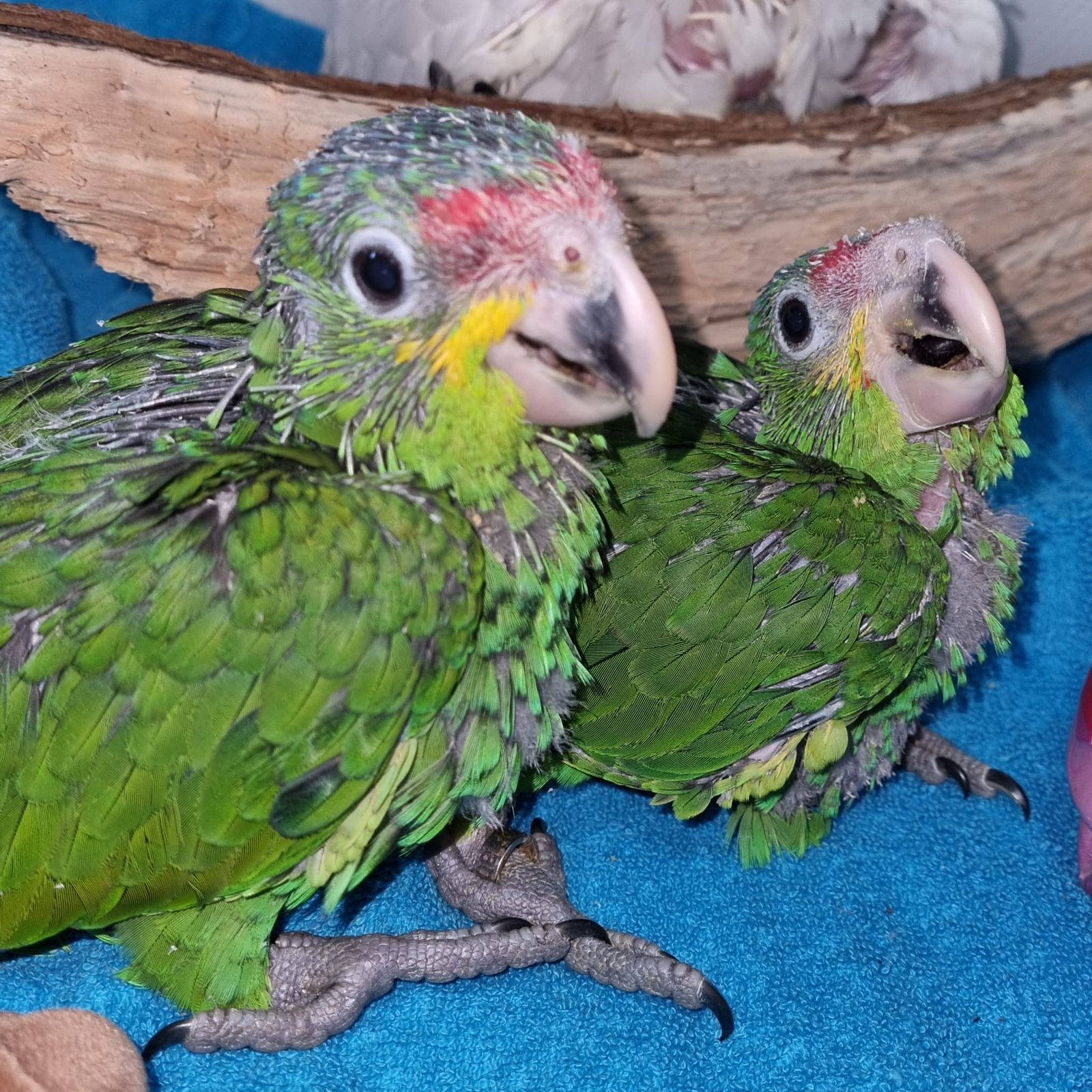 Lieve jonge geelwang amazones, Dieren en Toebehoren, Vrouwelijk, Papegaai, Pratend