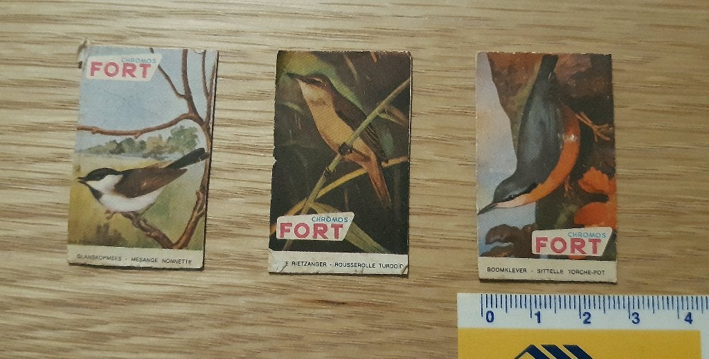 3 photos d'oiseaux - Chromos Fort , probablement '50 ou 60, Collections, Photos & Gravures, Enlèvement ou Envoi, 1940 à 1960, Animal