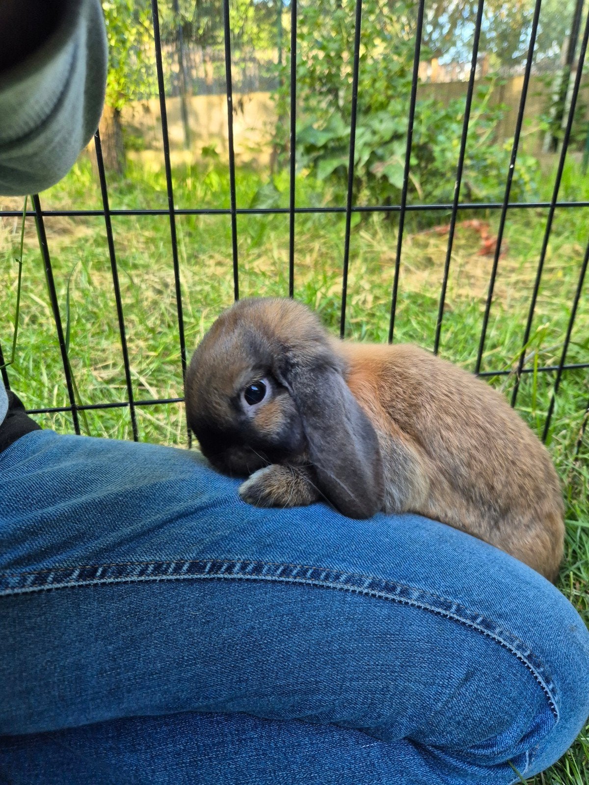Nederlandse hangoordwerg ram, Animaux & Accessoires, Lapins