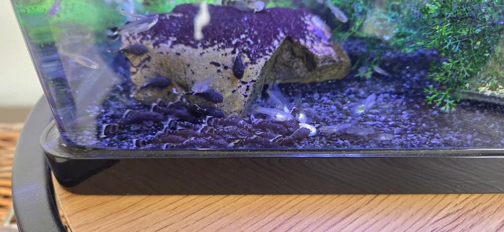 pleco's / borstelneuzen / ancistrus - 1,5 euro
