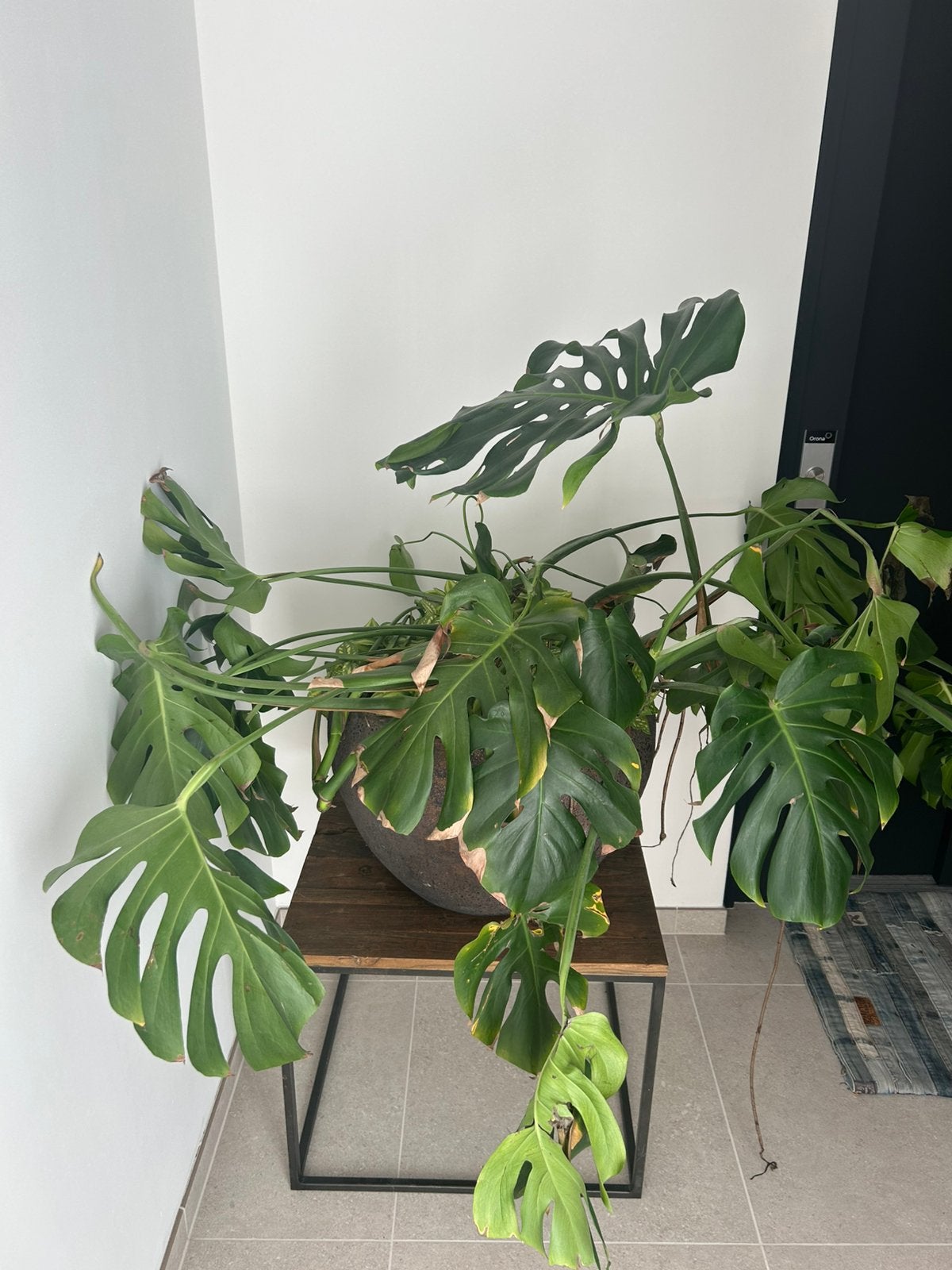 Monstera, Ophalen