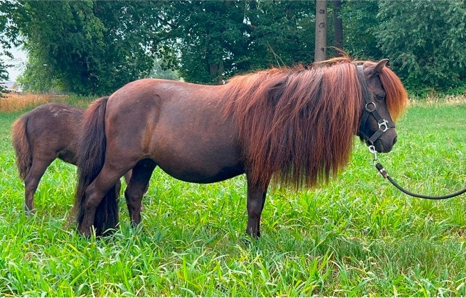 Shet merrie shetland pony kinderpony, Animaux & Accessoires, Jument