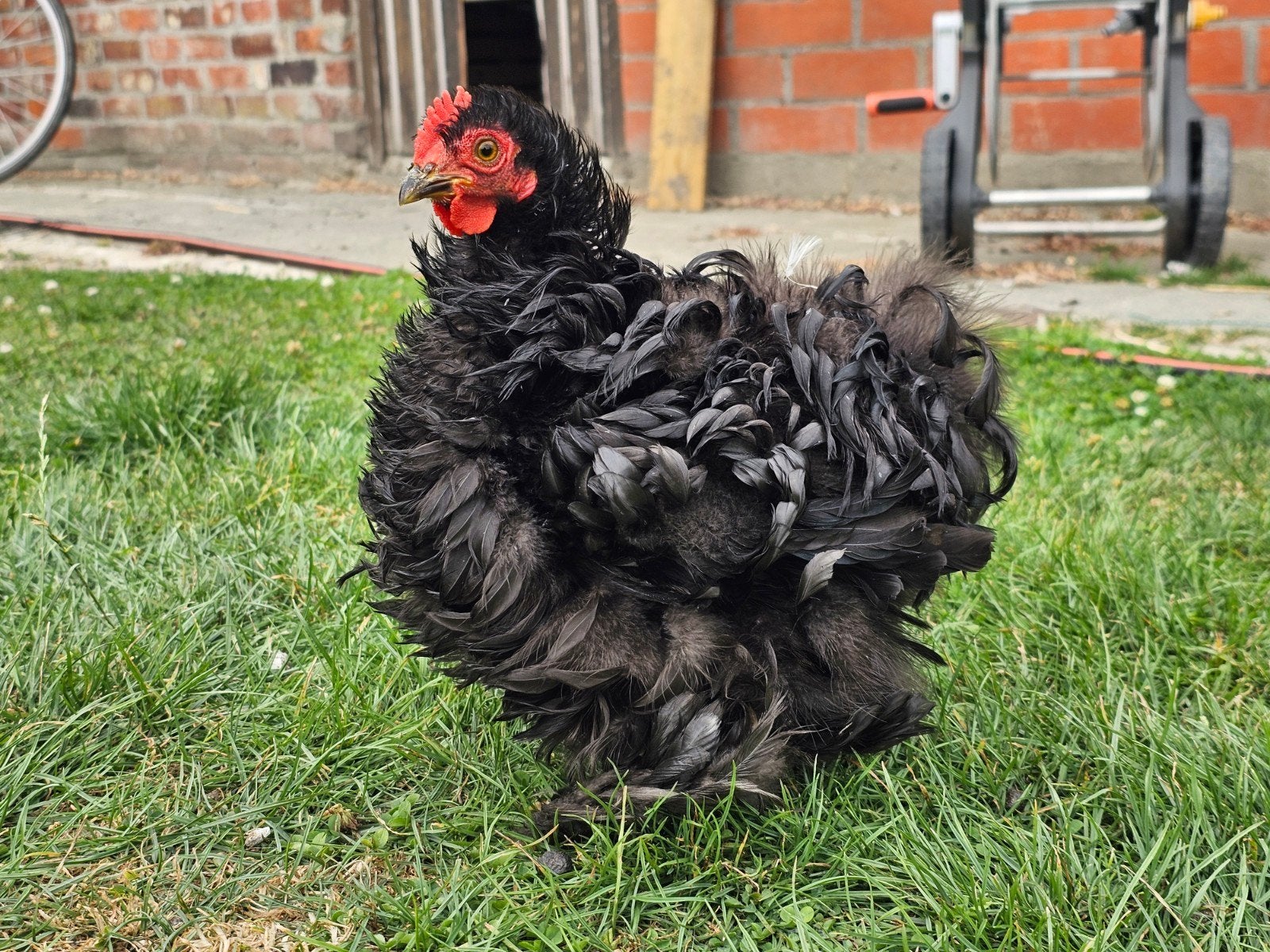 gratis haantjes cochinkriel, Dieren en Toebehoren, Pluimvee