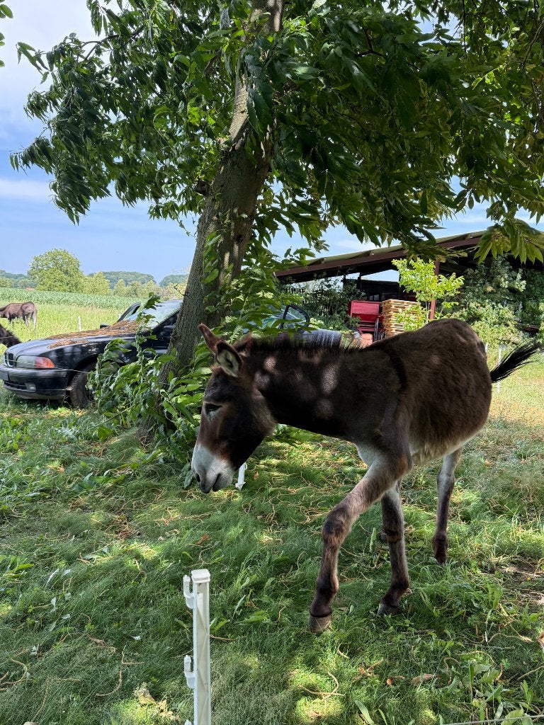 Jonge moie groote hengst., Animaux & Accessoires, Chevaux, Étalon, Avec puce électronique