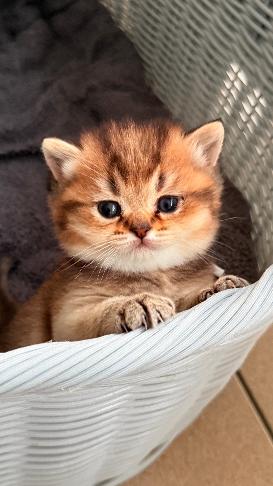 Prachtige Brits korthaar kittens, Dieren en Toebehoren, Katten en Kittens | Raskatten | Korthaar, Meerdere dieren, Gechipt, 0 tot 2 jaar