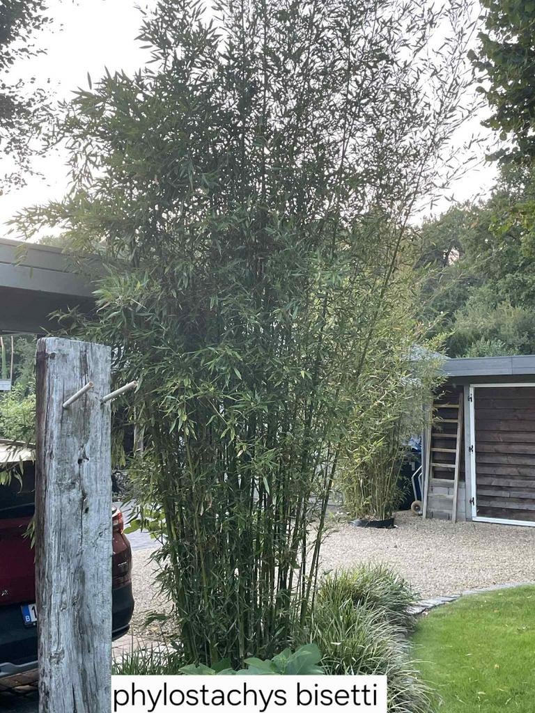 Phylostachys bisetti, Tuin en Terras, Ophalen
