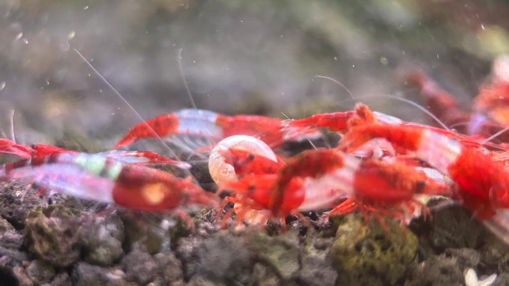 Crevette Neocaridina rili rouge/ red, Enlèvement
