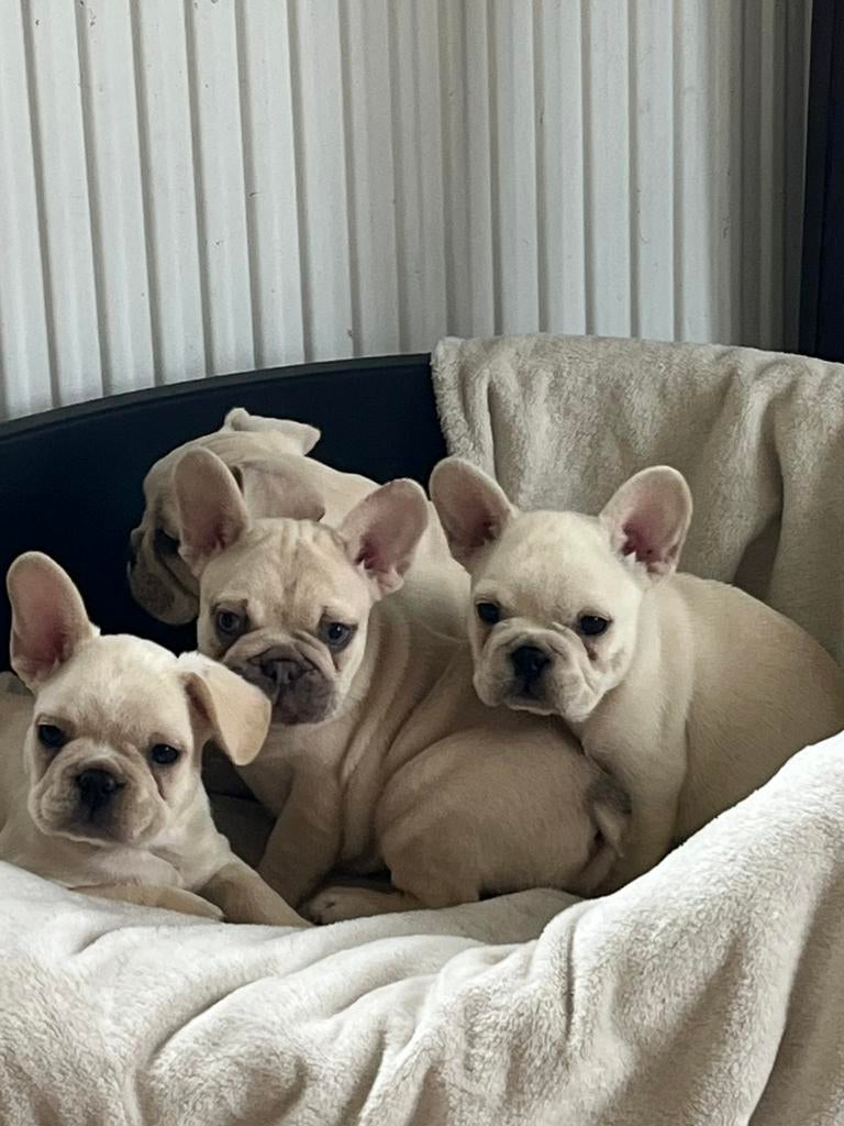 Franse Bulldog pups goed opgevoed, Dieren en Toebehoren, Parvo, België, 8 tot 15 weken, Bulldog