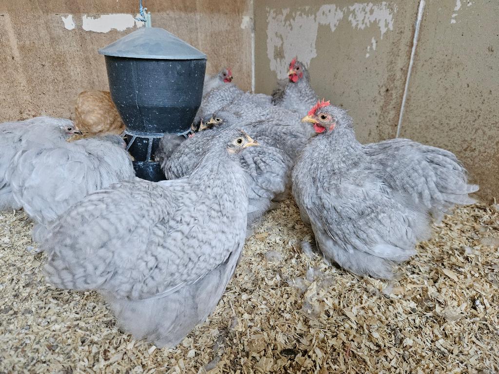 Prachtige Jonge cochinkrielen 2026 parelgrijskoekoek, Meerdere dieren, Kip