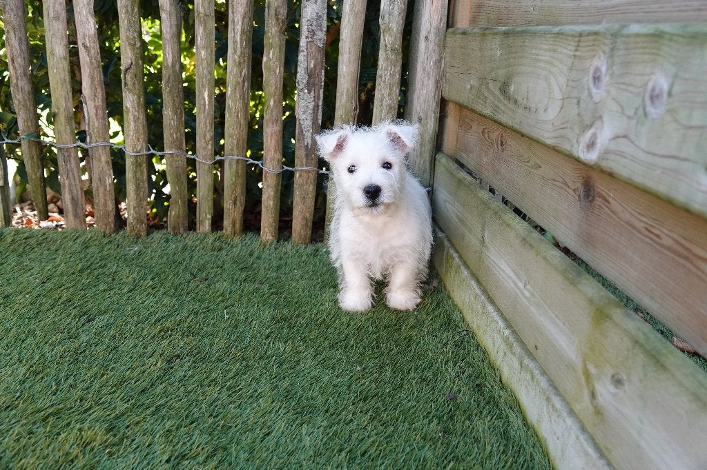 Prachtige West Highland White Terriër pups, met stamboom, Dieren en Toebehoren, België, Overige rassen, CDV (hondenziekte), 8 tot 15 weken