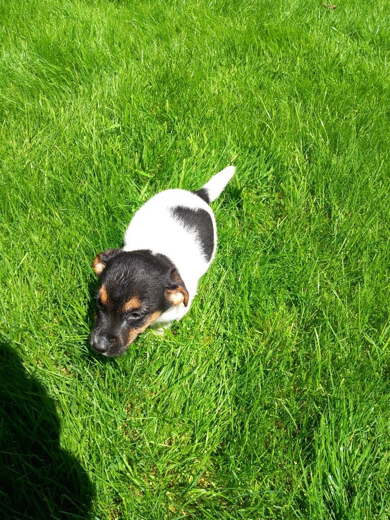 jack russel puppy's te koop, Dieren en Toebehoren, België, Fokker | Hobbymatig, Jack Russell Terriër, Reu