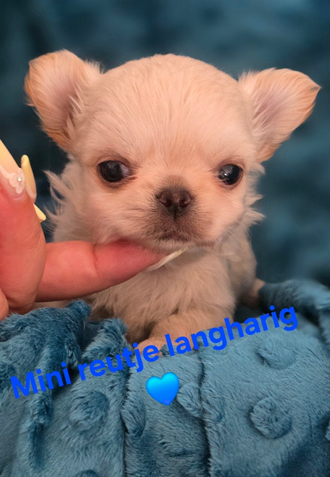Prachtige  langharige chihuahua  reutjes, Dieren en Toebehoren, België, Fokker | Hobbymatig, Reu, CDV (hondenziekte)