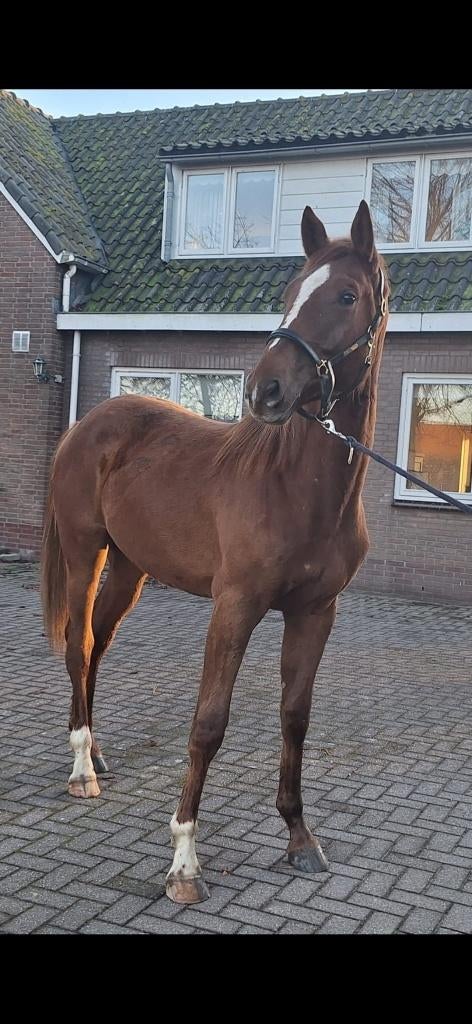 Groot paard te koop, Dieren en Toebehoren, Springpaard, Met stamboom, Ruin, 0 tot 2 jaar