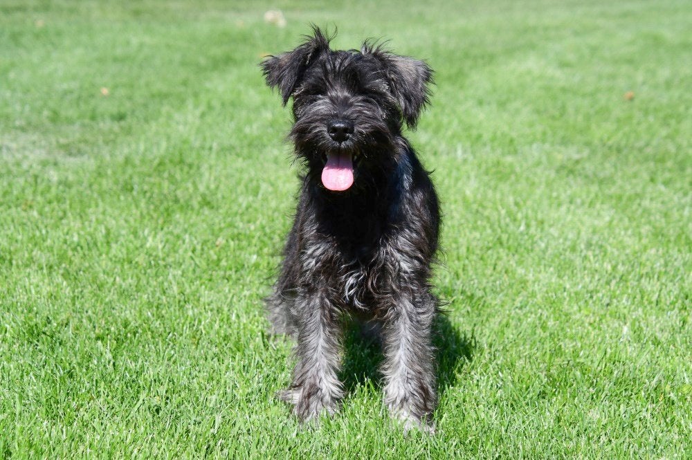 Dwergschnauzer pups te koop, Dieren en Toebehoren, 15 weken tot 1 jaar, Buitenland, Parvo, Meerdere