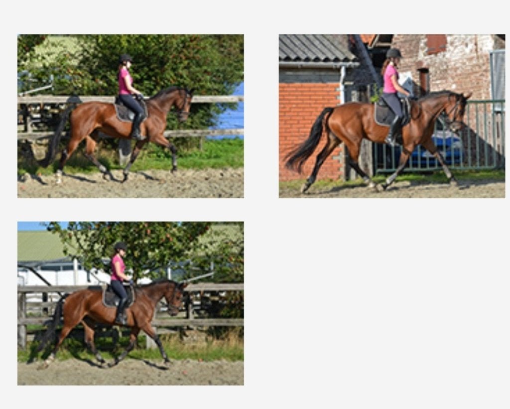 Fokmerrie Verbandspremiemerrie v. Dimaggio, Animaux & Accessoires, Chevaux, Cheval de dressage, 11 ans ou plus, 165 à 170 cm, Avec pedigree