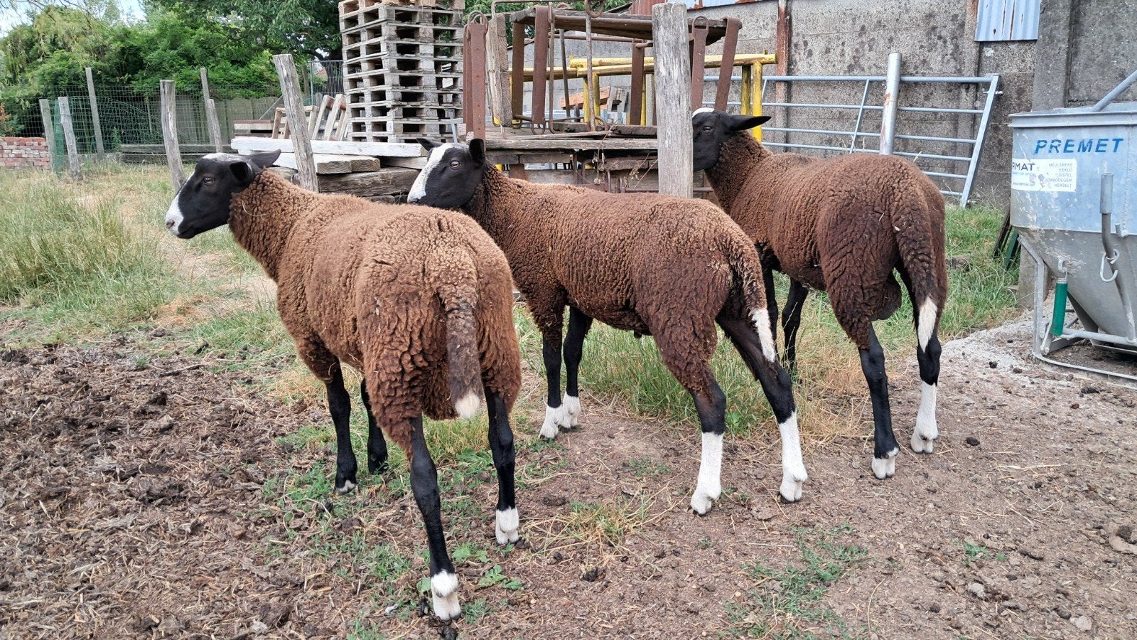 Zwartbles ramlammeren, Animaux & Accessoires, Moutons, Chèvres & Cochons