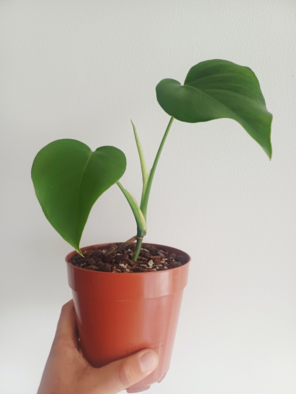 Monstera Deliciosa var Brazil/ brazillian common form, Autres espèces, En pot, Enlèvement ou Envoi, Moins de 100 cm