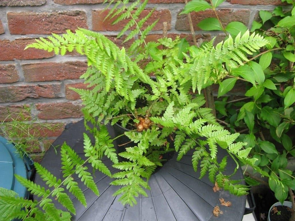 Fougère, Jardin & Terrasse, Ne fleurit pas, Pleine ombre, Plante fixe, Fougères