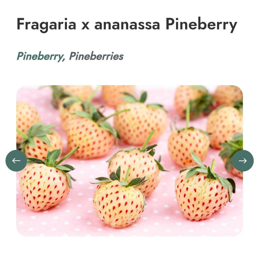 uitlopers pineberry ananas aardbei, Tuin en Terras, Planten | Tuinplanten, Ophalen