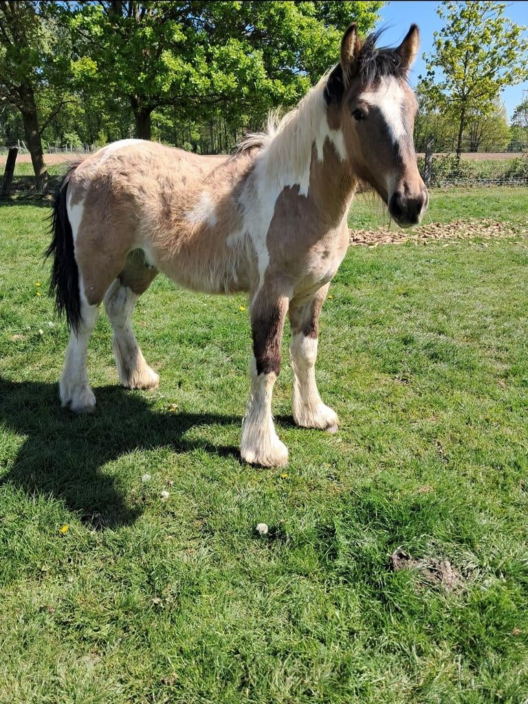 Prachtige bonte d pony, Dieren en Toebehoren, Paarden